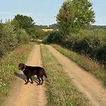 Du Rossignol A 5 Minutes Du Chateau De La Citardiere Et A 14 Minutes Du Chateau De Bourneau Ferienhaus *