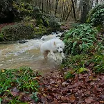 Du Rossignol A 5 Minutes Du Chateau De La Citardiere Et A 14 Minutes Du Chateau De Bourneau Mervent