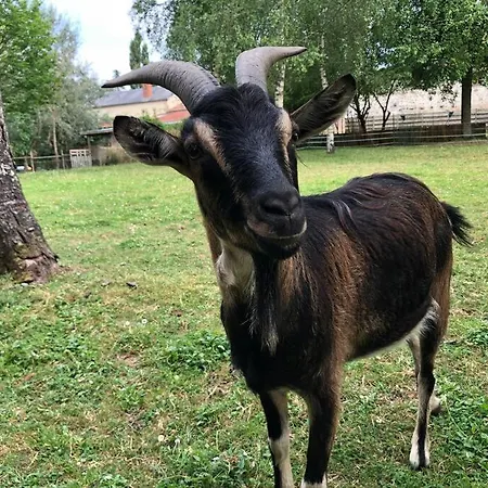 Du Rossignol A 5 Minutes Du Chateau De La Citardiere Et A 14 Minutes Du Chateau De Bourneau