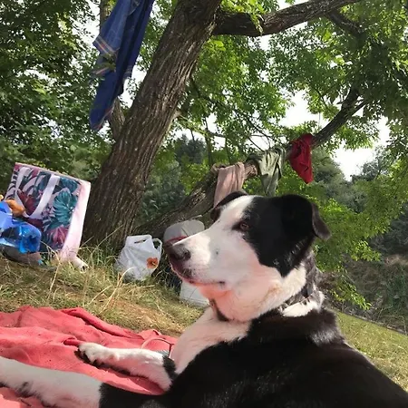 Du Rossignol Entre Et Forêt *