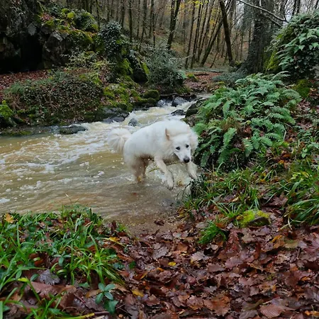 Du Rossignol Entre Et Forêt Mervent