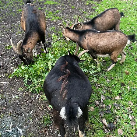 Du Rossignol Entre Et Forêt * Mervent