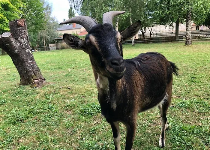 Du Rossignol A 5 Minutes Du Chateau De La Citardiere Et A 14 Minutes Du Chateau De Bourneau