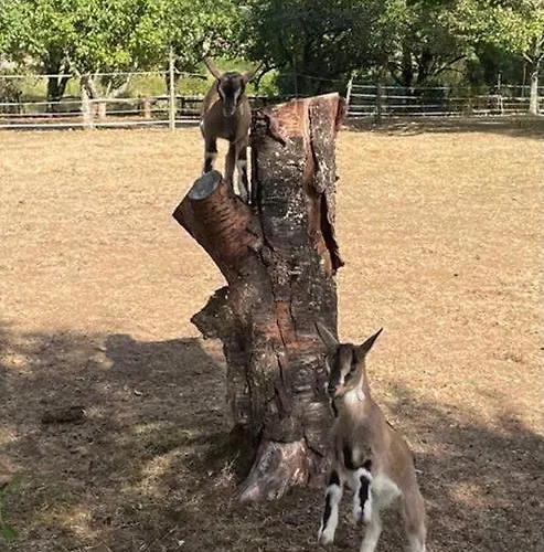 Feriehus Du Rossignol A 5 Minutes Du Chateau De La Citardiere Et A 14 Minutes Du Chateau De Bourneau *