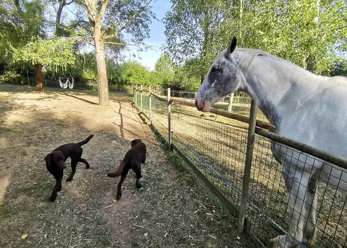 Du Rossignol A 5 Minutes Du Chateau De La Citardiere Et A 14 Minutes Du Chateau De Bourneau Feriehus