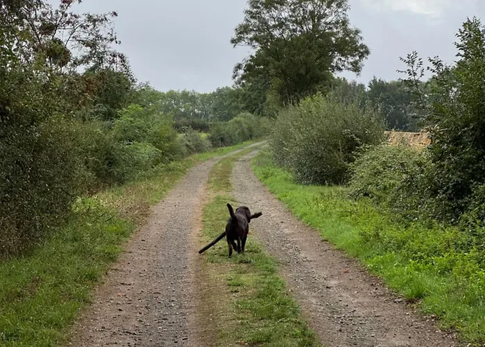 Du Rossignol A 5 Minutes Du Chateau De La Citardiere Et A 14 Minutes Du Chateau De Bourneau Mervent