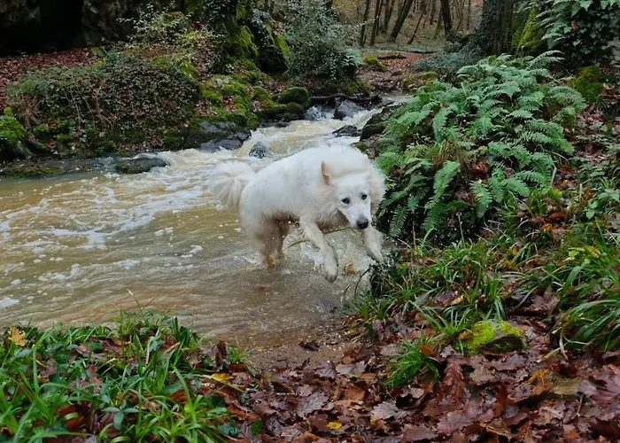 Du Rossignol A 5 Minutes Du Chateau De La Citardiere Et A 14 Minutes Du Chateau De Bourneau Mervent