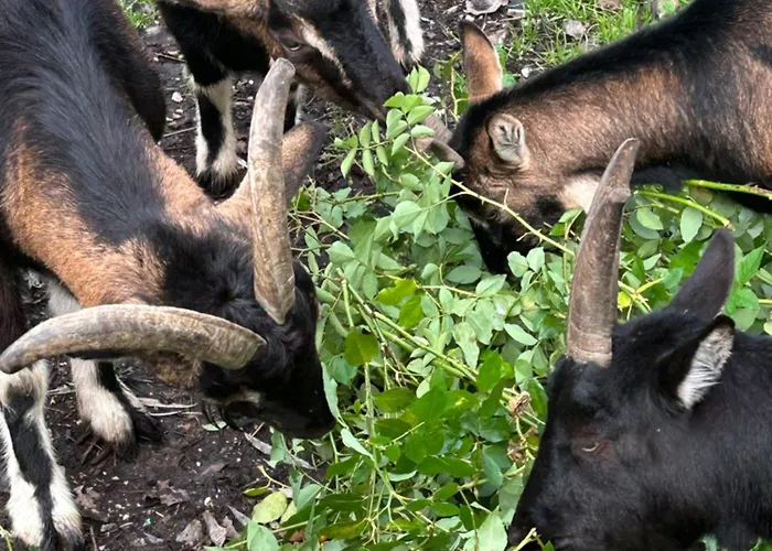 Du Rossignol A 5 Minutes Du Chateau De La Citardiere Et A 14 Minutes Du Chateau De Bourneau *