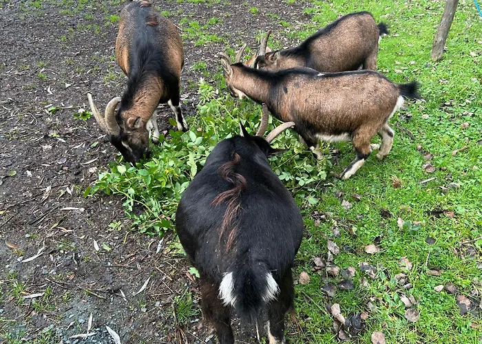 Du Rossignol A 5 Minutes Du Chateau De La Citardiere Et A 14 Minutes Du Chateau De Bourneau * Mervent